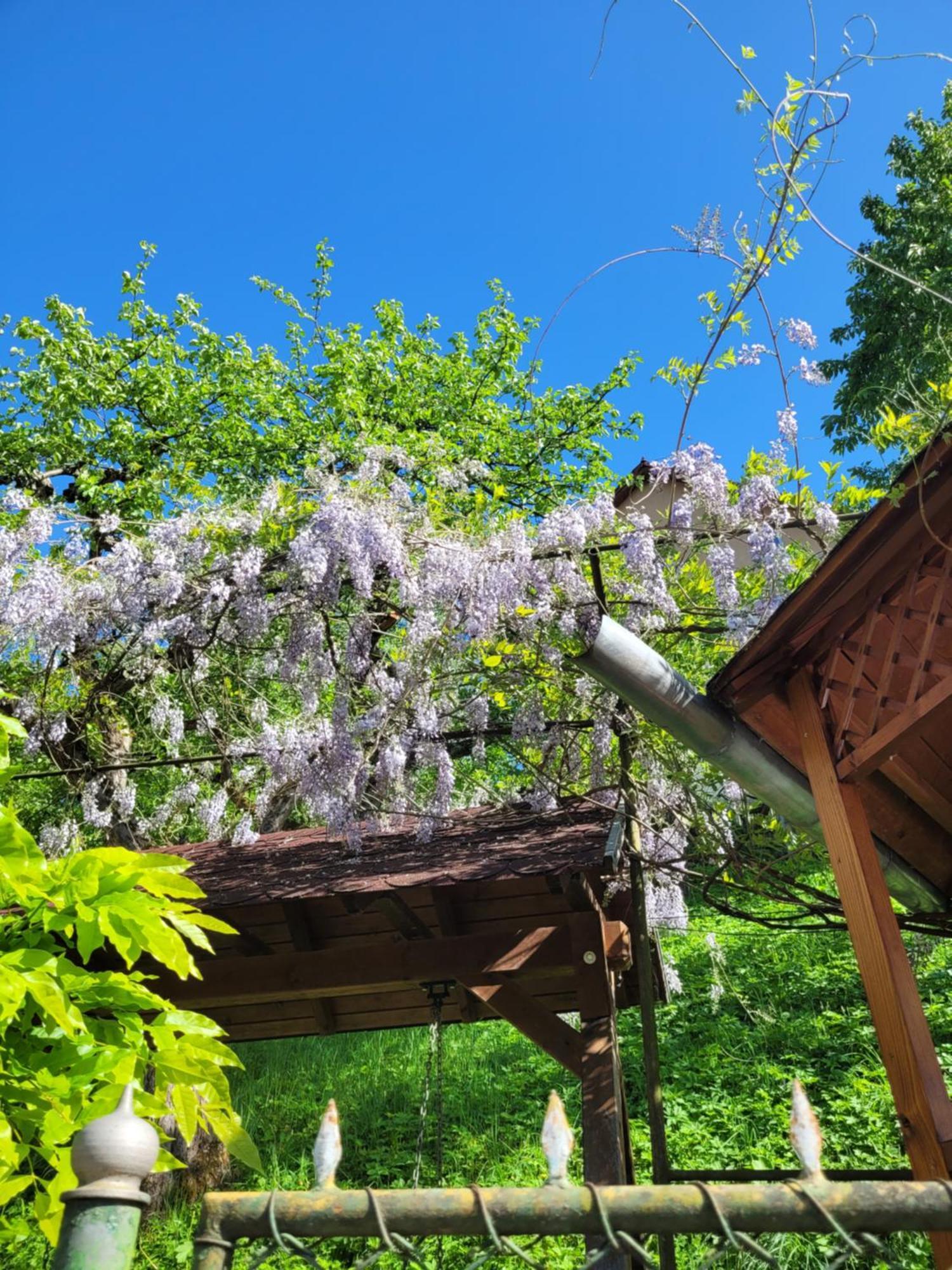 Casa Kiss Villa Sovata Buitenkant foto